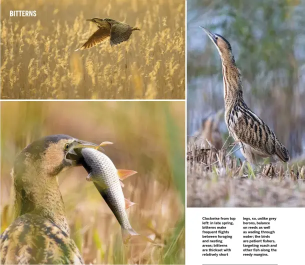  ??  ?? Clockwise from top left: in late spring, bitterns make frequent flights between foraging and nesting areas; bitterns are thickset with relatively short legs, so, unlike grey herons, balance on reeds as well as wading through water; the birds are patient fishers, targeting roach and other fish along the reedy margins.