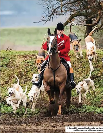  ?? ?? > Some 250 packs of foxhounds, harriers and beagles are still going strong
