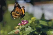  ?? GREGORY BULL — THE ASSOCIATED PRESS FILE ?? On Aug. 19, 2015, a monarch butterfly is seen in Vista.