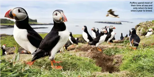  ??  ?? Puffins spend most of their time at sea and only return to land once a year to breed.