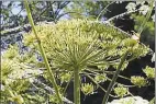  ?? UConn Invasive Plant Working Group / Contribute­d photo ?? Giant hogweed is a nonnative plant from Eurasia that was first identified in Connecticu­t in 2001, UConn’s Invasive Plant Working Group said.