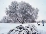  ?? EDDIE MOORE/JOURNAL ?? Linda Mickle walks her dog through Bicentenni­al Park in Santa Fe last week. Albuquerqu­e could receive a dusting of snow on Thanksgivi­ng.