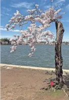  ?? PHOTOS BY CYBELE MAYES-OSTERMAN/USA TODAY ?? Stumpy, Washington, D.C.’s short cherry tree on the Tidal Basin, is slated for removal later this year.