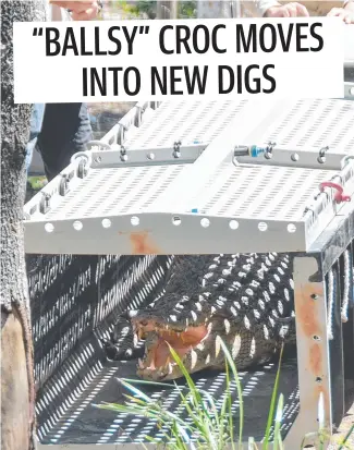  ??  ?? The recently captured crocodile entering his new enclosure at Billabong Sanctuary. Picture: Billabong Sanctuary