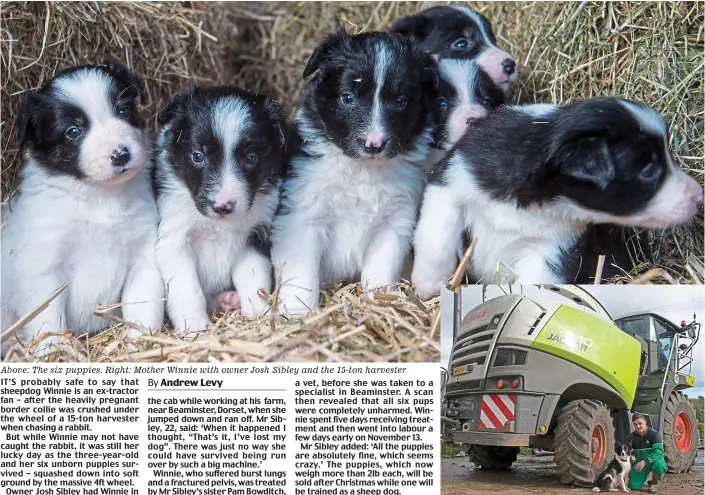  ??  ?? Above: The six puppies. Right: Mother Winnie with owner Josh Sibley and the 15-ton harvester