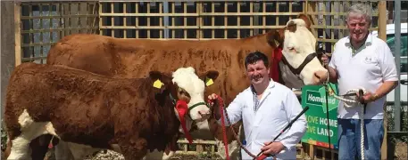  ??  ?? John Anderson and Paddy Hennelly pictured with Seepa Aster Cow Class Winner and Reserve Champion with her January Bull Calf Seepa Kodac who also won his class at Ballina Show 2018, Judge Sean McGarry (Clonguish Simmentals) Co. Longford