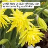  ??  ?? Go for more unusual varieties, such as Narcissus ‘Rip van Winkle’