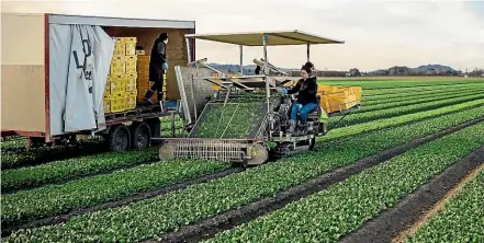  ?? ?? Leaderbran­d plans to sell produce at a lower price than it cost to grow it to try to drive customers to buy.