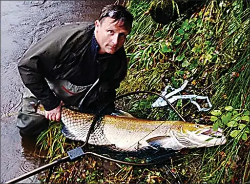 Catch Of A Lifetime 40lb King Of Fish From The Queen Of Rivers Pressreader