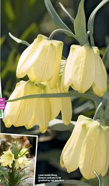  ??  ?? These li le stripey bonnets come in varying splashes of burgundy and green Look inside these flowers and you’ll be greeted by red speckles