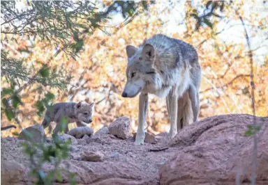  ?? DAVE SEIBERT/THE PHOENIX ZOO ?? A wolf pup and its mother at the Phoenix Zoo on Tuesday. The pup is one of six born during the first week of May to Tazanna, a Mexican gray wolf, and her partner, Tulio.