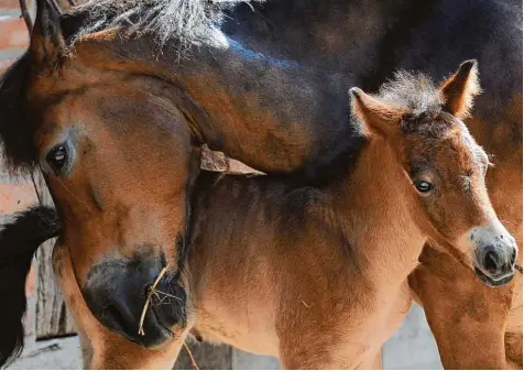  ?? Symbolfoto: Peter Steffen, dpa ?? Exmoor Ponys wie diese fühlen sich in regionalen Naturschut­zgebieten wohl.