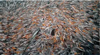  ??  ?? Baby nishikigoi koi carp being bred in a water tank at the Kurihara Fish Farm in Kazo, Saitama prefecture. — AFP photos