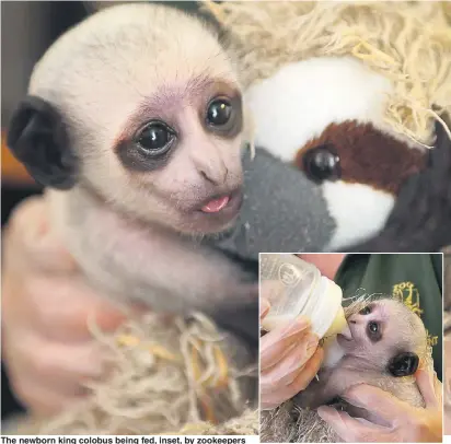  ?? Picture: RICHARD AUSTIN ?? The newborn king colobus being fed, inset, by zookeepers