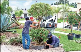  ?? Special ?? Careful considerat­ion of a handful of variables can help homeowners determine which trees will make the best fit for their properties.