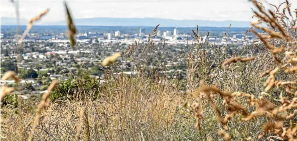  ?? IAIN MCGREGOR/STUFF ?? A wet end to spring and long, hot summer days has seen rapid vegetation growth, presenting a fire risk for Christchur­ch’s hill suburbs.