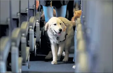  ?? JULIO CORTEZ / AP ?? A service dog strolls through the aisle inside a United Airlines plane at Newark Liberty Internatio­nal Airport in April 2017 while taking part in a training exercise.