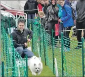  ?? 16_T32_ Bunessan Show_04 ?? Max the German white spitz klein flies down the flyball track on a mission for the tennis ball.