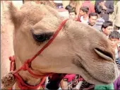  ??  ?? Incredible: It is the camel's sophistica­ted nostrils that allow it to stay alive in intense heat