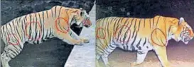  ?? HT FILE ?? Eightyearo­ld Ookhan, who went missing from Tadoba reserve (left), was spotted 80100 km away near Pathri, a village close to Ghodazhari area (right), where safaris recently began