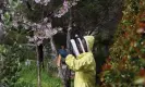  ?? Photograph: Xinhua/ REX/Shuttersto­ck ?? A beekeeper examines a beehive in the suburbs of Auckland