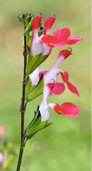  ??  ?? Salvia ‘Hot Lips’ are bicoloured, creating a lipstick effect, which is particular­ly noticeable in July and August.