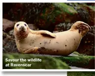  ??  ?? Savour the wildlife at Ravenscar