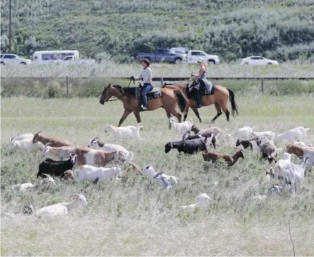  ?? LEAH HENNEL ?? Shepherd Jeannette Hall rounds up goats at Confluence Park last June, where the goats were brought in to help tackle weeds in the city. The pilot project cost $25,000 last year, as opposed to $50,000 for backpack sprayers to do a single treatment.