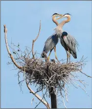  ?? (Courtesy photo/Terry Stanfill) ?? Stanfill photograph­ed two great blue herons on a nest near Gentry in 2011.