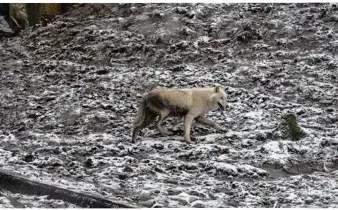  ??  ?? Les loups arctiques auront bientôt de nouveaux voisins.