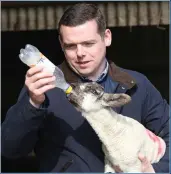  ?? Picture: Peter Jolly ?? Douglas Ross feeds an orphan lamb at North Bethelnie farm in Aberdeensh­ire