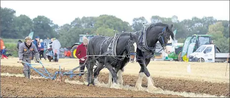  ?? ?? Robbie and Spud from Buckfastle­igh, Devon, on the way to National Championsh­ips with David Kerswell
Ref: 40-1721F