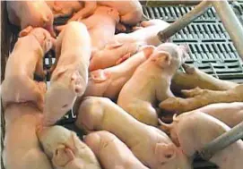  ??  ?? Female breeders should come from a litter of eight or more good-sized piglets with hgh survival rates.