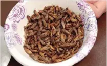 ??  ?? File photo of a bowl of edible freeze-dried crickets is displayed at a conference on Insects as Food at Wayne State University in Detroit. — AFP