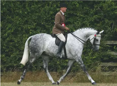  ??  ?? Two titles: Ian Smeeth tops the riding horses on Tiger Oats (pictured) and the cobs with Chantilly Sandman