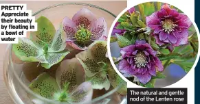  ?? ?? PRETTY Appreciate their beauty by floating in a bowl of water
The natural and gentle nod of the Lenten rose