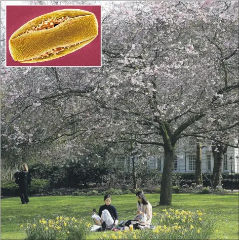  ??  ?? Picnickers in St James’s Park, London, yesterday risk being affected by pollen from trees like the horse chestnut, inset