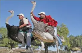  ?? — AP ?? OUDTSHOORN, South Africa: In this June 27, 2010 file photo, two men compete in an ostrich race at Highgate ostrich farm.