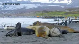  ??  ?? Antarctic Fur Seals