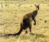  ??  ?? A kangaroo on Kangaroo Island, which is showing signs of recovery a year after the bush fire.