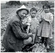  ??  ?? In this photo from the Auckland Star archive, Wui Hong and children David and Pamela tend their readyto-pick crop of 27,000 lettuces at Mangere. Metres away, tractors were tearing up the soil in preparatio­n of the site for the treatment plant of the Manukau drainage scheme.