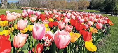  ??  ?? Endlich Frühling: In den Schlossgär­ten Arcen beginnt demnächst wieder die Gartensais­on, und Tausende Tulpen erblühen.