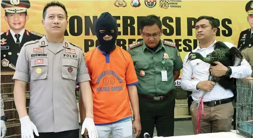  ??  ?? ILEGAL: Dari kiri, AKBP Kusworo Wibowo, tersangka Dani Agus Saputra, RM. Wiwied Widodo, dan Ipda Suparlan ungkap kasus perdaganga­n satwa langka di Mapolres Gresik kemarin.