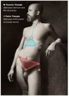  ?? ?? Thoracic Triangle (Between sternum and 8th rib points) Pelvic Triangle (Between ASIS points and pubic bone)