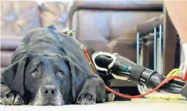  ?? JOE CAVARETTA/STAFF PHOTOGRAPH­ER ?? Maggie, an 8-year-old Labrador retriever hit by a truck in November, can walk again thanks to a prosthetic leg.