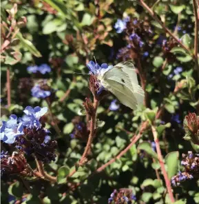  ?? ?? The blue flowers of ceratastig­ma griffithii, above, attract bees and butterflie­s in autumn: and pear and cherry slugs, top right, can be controlled with pyrethrum or with a desiccatin­g dust such as lime.
Main picture: Jim Taylor