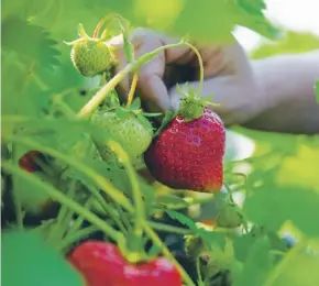  ??  ?? Strawberri­es are one of the earliest crops of the year