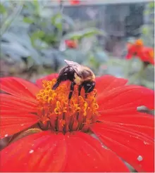  ?? PHOTOS: ADRIAN HIGGINS THE WASHINGTON POST ?? The Mexican sunflower or tithonia is a tender annual that draws bees and butterflie­s in summer and fall.