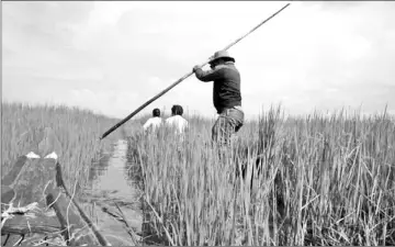  ??  ?? Staff of the charity WorldFish visit a community pond in Kralanh, Cambodia. — Thomson Reuters Foundation/ Jared Ferrie/Annie Banerji photos