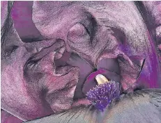  ??  ?? „Hello Darkness“ist der Titel dieser Innenansic­ht einerweite­ren Iris barbata, die Josh Westrich in der Ausstellun­g auf Schloss Dyck zeigt.